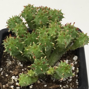 Euphorbia suzannae x...