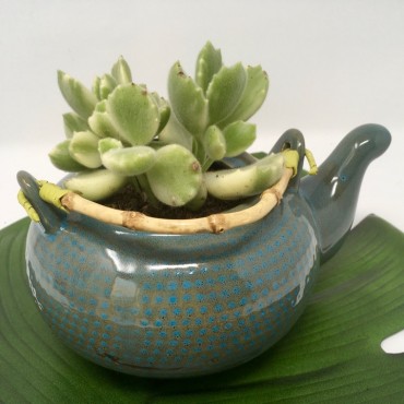 Succulent teapot