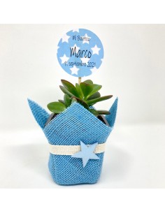 Succulent Blue Star...