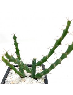 Euphorbia Septentrionalis...