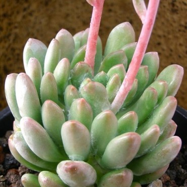 xPachyveria clavifolia