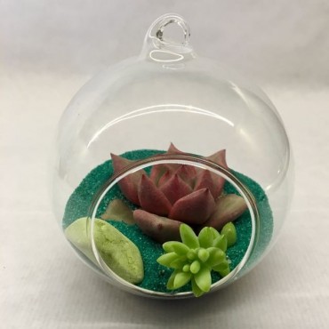 Succulent  Glass Esfera-arena
