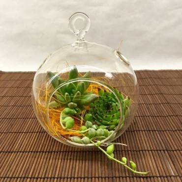 Succulent  Glass Esfera-sisal