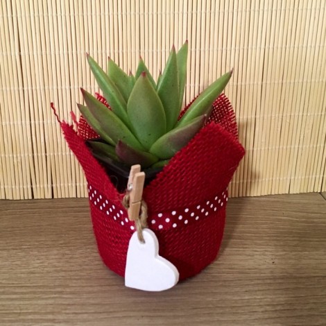 Succulent Red Corazón (Planta...